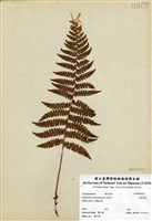 藏品(尖葉耳蕨)的圖片